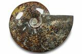 Polished Ammonite (Cleoniceras) Fossil - Madagascar #266261-1